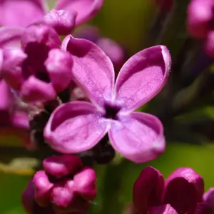 Syringa Charles Joly Tree - Scented Purple Flowers, Upright, Heart-Shaped Foliage, Hardy (5-6ft)