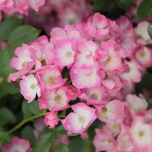 Ballerina Rose Bush Pink Flowering Roses Polyantha Shrub 4L Pot