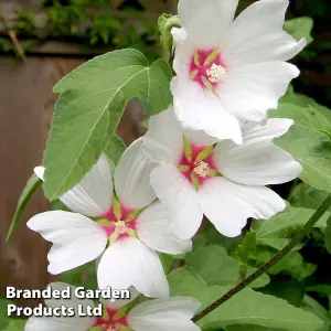 Lavatera x clementii Barnsley Baby 2 Litre Potted Plant x 1