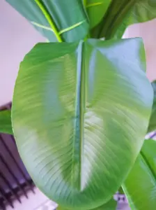 180cm Artificial Banana Tree Tropical Plant