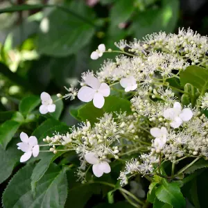 Hydrangea Petiolaris 2 Litre Potted Plant x 2