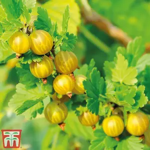 Gooseberry (Ribes uva-crispa) Giggles Gold 9cm Potted Plantted Plant x 1