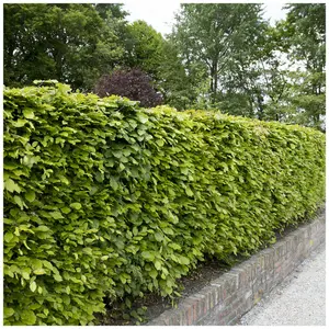 5 Green Beech Hedging 1-2ft Tall in 1L Pots, Fagus Sylvatica Trees,Brown Winter Leaves 3FATPIGS