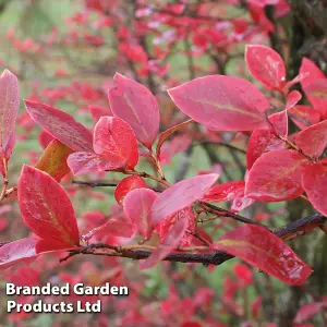 Blueberry (Vaccinium) Brigitta 9cm Potted Plant x 1