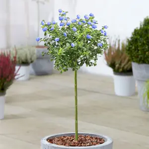 Ceanothus Repens Patio Tree - Stunning Variety, Ideal for UK Gardens, Compact Size (2-3ft)