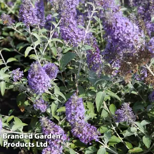 Buddleja Lochinch 9cm Potted Plant x 1