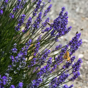 YouGarden Lavender 'Hidcote' Hedging Plant, 50 x Established Plants in 9cm Pots, Ready to Plant Established Lavender, Bee and Butt