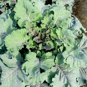 Kale Brassica oleracea var acephala Cottagers Kale 1 Seed Packet