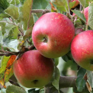 Lincolnshire Fruits Core Blimey Bareroot 7 Litre Tree