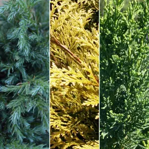 Conifer Plant Mix - Stunning Hardy Outdoor Shrubs, Colourful, Hardy (20-30cm, 6 Plants)