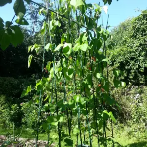 GardenSkill Easy Grow Runner Bean Frame & Climbing Plant Support Garden Trellis 1.2x2.4m H