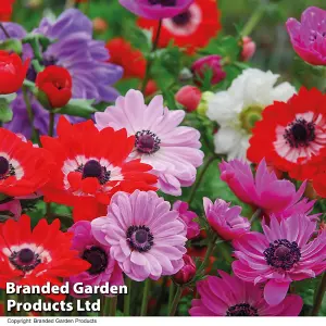 Anemone St Brigid Doubles 75 Bulbs