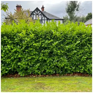 100 Cherry Laurel Fast Growing Evergreen Hedging Plants 20-30cm Tall Potted