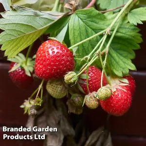 Strawberry Sweet Sensation 6 Bare Roots - Outdoor Fruit Plants for Gardens, Pots, Containers