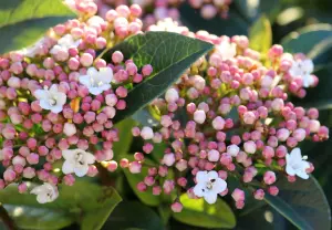 1 x Viburnum Tinus Purpureum - Laurustinus Purpureum - Plant in 9cm Pot