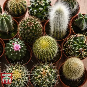 Houseplant Cactus Mixed 5.5cm Pot Pot x 1