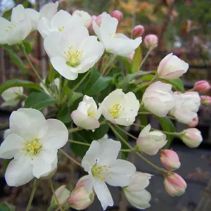 Malus Wedding Bouquet Tree - Crab Apple Tree, Ivory White Flowers, Red Fruits, Hardy (5-6ft)