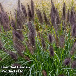 Pennisetum Black Beauty 12cm Potted Plant x 1