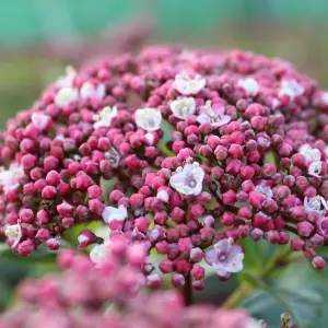 Viburnum Lisarose Garden Plant -  Elegant White and Pink Blooms, Compact Size (20-30cm Height Including Pot)