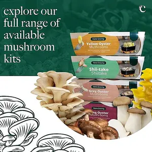 Mushroom Growing Kit Shiitake - Beginner Friendly Ready to Grow Educational Kit - Easy to Use Gardening Gift - Grow Your Own