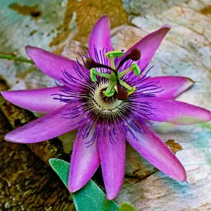 Passiflora Lavender Lady in 9cm Pot - Exotic Passion Flowers - Perfect in Pots for Patios