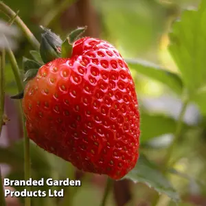 Grow Your Own Fruit  Strawberry Collection 48 Bare Roots