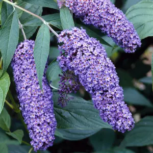 Buddleia Nanho Blue Garden Shrub - Fragrant Lilac-Blue Blooms, Attracts Butterflies (10-30cm Height Including Pot)