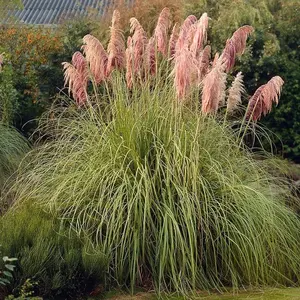 Cortaderia Rosea Garden Plant - Pampas Grass, Pink Plumes, Compact Size (20-30cm Height Including Pot)