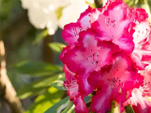 3 Rhododendron 'President Roosevelt' Plants In 9cm Pots, Stunning Red/White Flowers