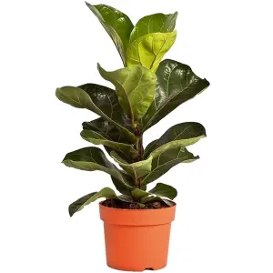 Ficus Bambino - House Plant for Home Office Kitchen, Fiddle-leaf Fig in 12cm Pot (30-40cm Height Including Pot)