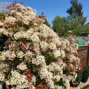 Photinia Red Robin 3.6 Litre Potted Plant x 2