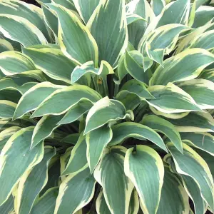 Hosta Wide Brim (10-20cm Height Including Pot) Garden Plant - Compact Perennial, Variegated Foliage