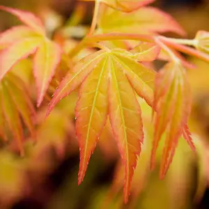 Acer Palmatum 'Bloodgood' - 3 Litre Potted Plant x 1 - Hardy Perennial