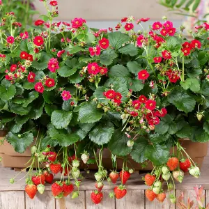 Strawberry (Fragaria) Summer Breeze Rose 9cm Pot x 3