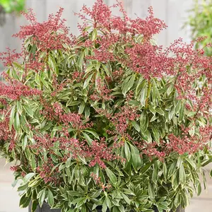 Pieris Polar Passion, Evergreen Shrub Plant for UK Gardens (15-25cm Height Including Pot)