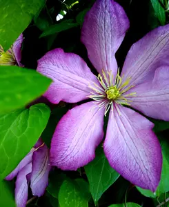 Clematis Lavallee - Vibrant Purple Blooms - 1 X 9cm Pot