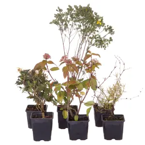 Evergreen Shrub collection - year round colour 6 plants in 9cm pots