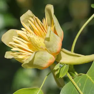 Liriodendron (Tulip Tree) tulipifera 9cm Pot x 1