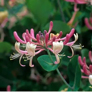 Lonicera Belgica Garden Plant - Fragrant Flowers, Compact Size (20-30cm Height Including Pot)