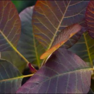 Cotinus Candy Floss - Smoke bush in a 9cm pot