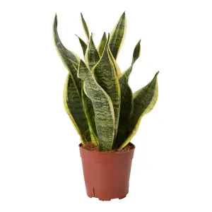 Verve Snake plant in Terracotta Plastic Grow pot 14cm