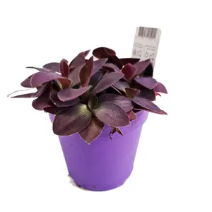 House Plant - Wandering Dude - Purple Heart - 7 cm Pot size - 10-20 cm Tall - Tradescantia Commelinaceae - Indoor Plant