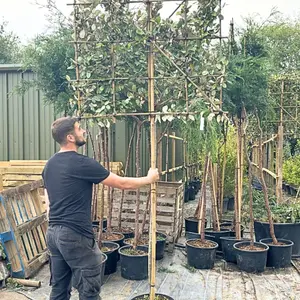 Silverberry Oleaster Pleached Tree with Staking Kit - 150cm Stem and 10cm Girth