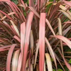 3 x Phormium Mix Including Vars. Flamingo, Golden Ray, Maori Maiden in 9cm Pots