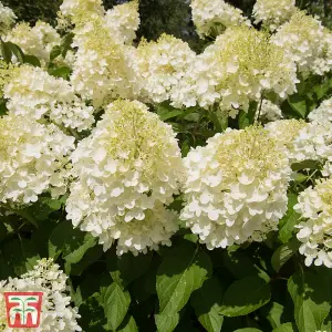 Hydrangea Paniculata Silver Dollar 9cm Potted Plant  x 1