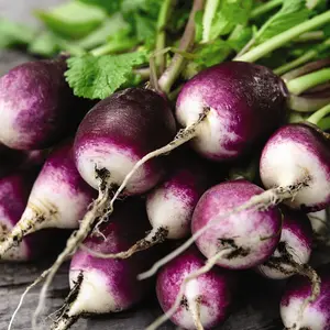 Radish Diana 1 Seed Packet (350 Seeds)