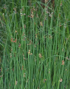 Lincolnshire Pond Plants Ltd Marginal Plants - Pond Plants (Scirpus Lacustris) - 3 Litre bareroot