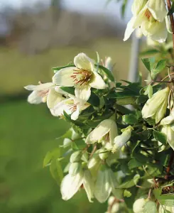 Clematis Christmas Surprise - Winter Flowering Clematis supplied in a 9cm pot