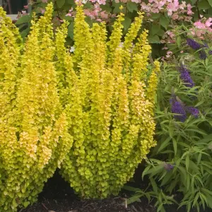 Berberis Maria Garden Shrub - Compact Size and Colorful Foliage, Low Maintenance (20-30cm Height Including Pot)