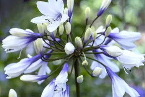 Agapanthus 'Twister' (African Lily) in 9cm Pot - Lovely Two Toned Flowers